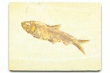 Detailed Fossil Fish (Knightia) - Wyoming #379309-1